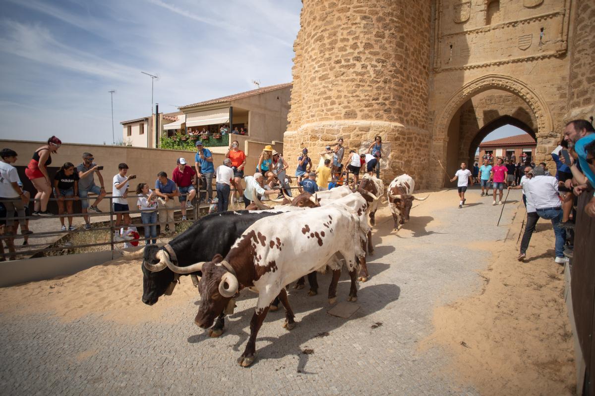 Los cabestros regresan al campo en busca de los toros.