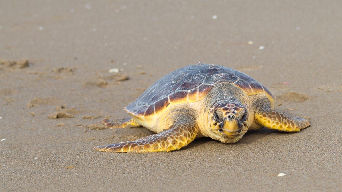 Una tortuga boba en una playa.