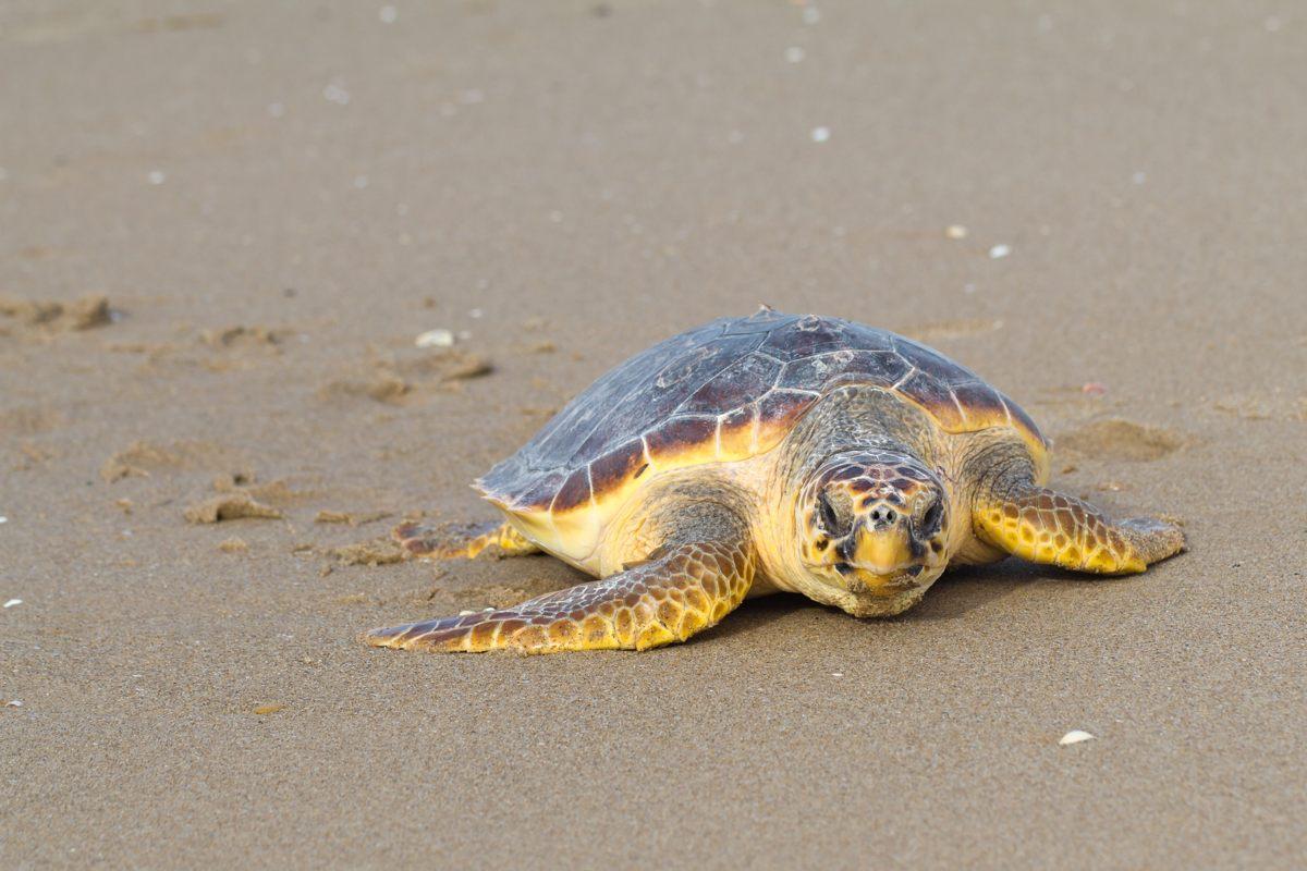 Una tortuga boba en una playa