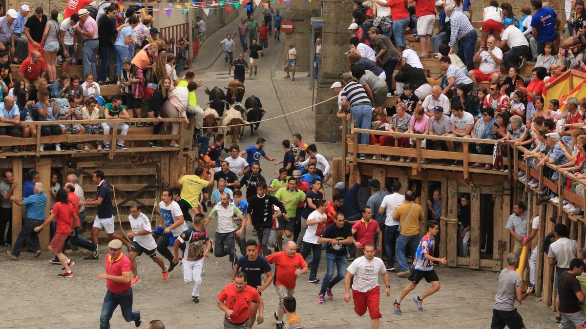 Llegada de los toros del encierro a la plaza de madera de Fermoselle, en la Plaza Mayor-