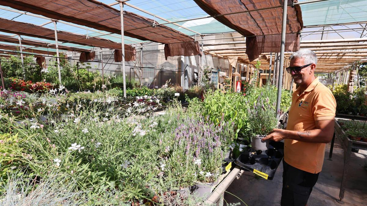 Josep Marí, de Agua y Jardín, trabajando con tiestos de lavanda