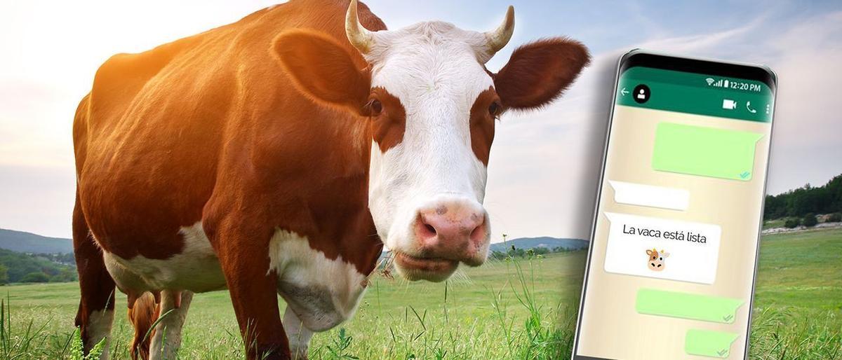 Vaques que avisen del part per SMS