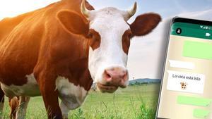 Vaques que avisen del part per SMS