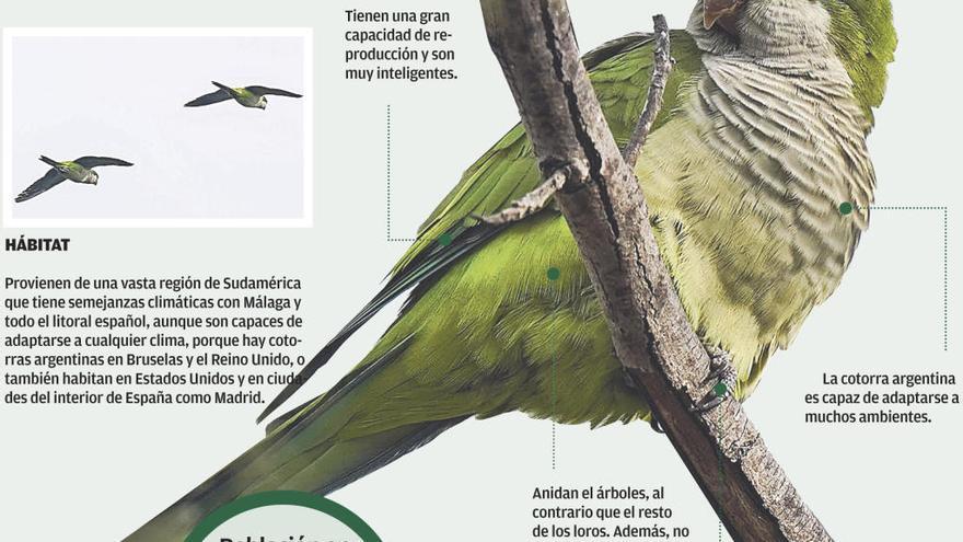 La población se duplicará, como mínimo, en apenas un lustro