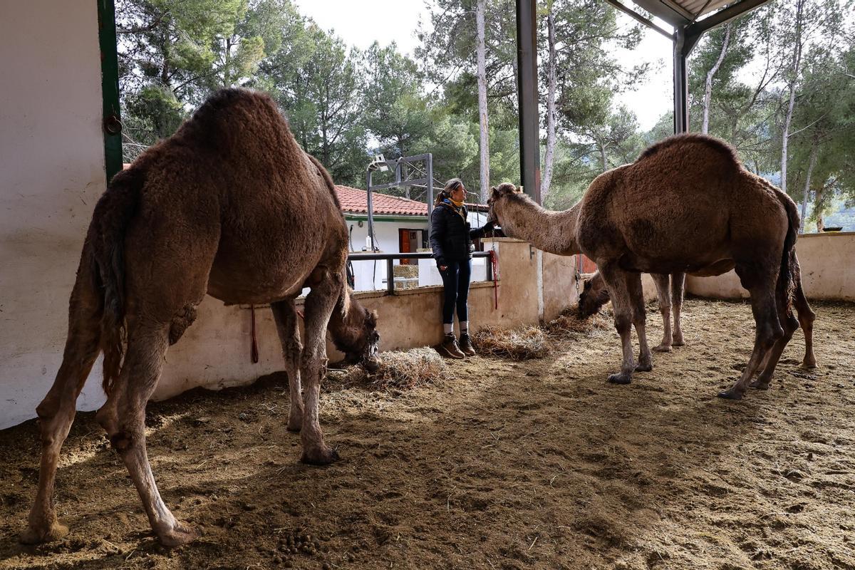 Los dromedarios ya están listos para trasladar a los Reyes Magos de Alcoy