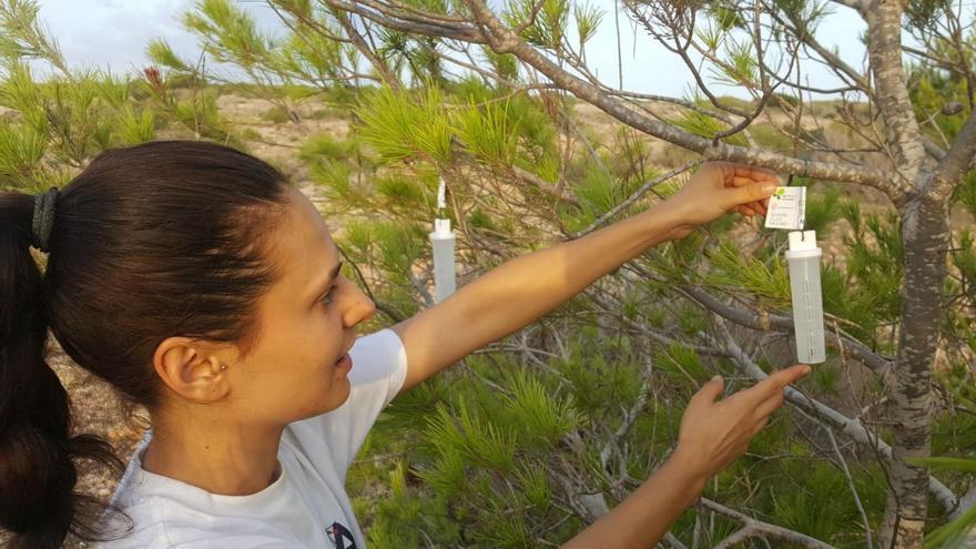 Colocación de puestas parasitadas en es Cap de Barbaria el pasado martes.