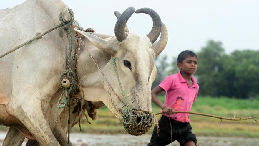 Las vacas son animales sagrados en India.