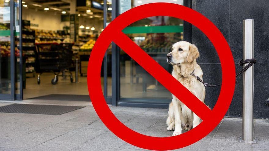 La Ley de Bienestar Animal lo confirma: dejar a tu perro atado en la puerta del supermercado puede salirte muy caro
