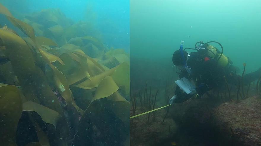 La voraz salema causa la desaparición de los bosques submarinos de la Ría