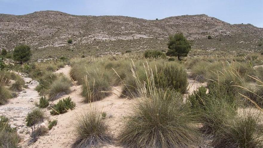 Importante hallazgo arqueológico en Villena: encuentran un campo de dunas de la Edad del Hielo