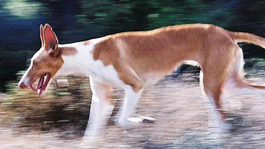 El héroe de Ibiza que fue detenido por matar a un perro