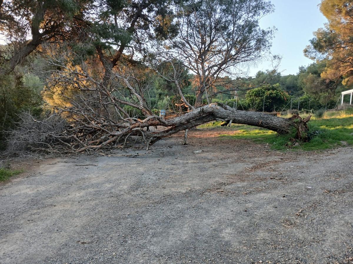 Imagen del pino caído en Sagunt.