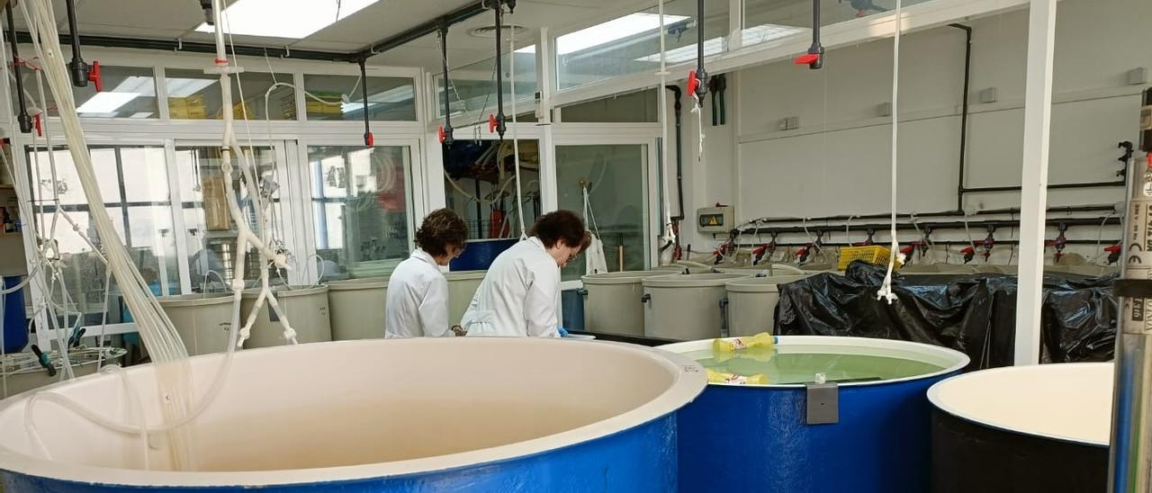 Los tanques del CIMA en los que se desarrolla la producción de semilla de mejillón. | // FDV