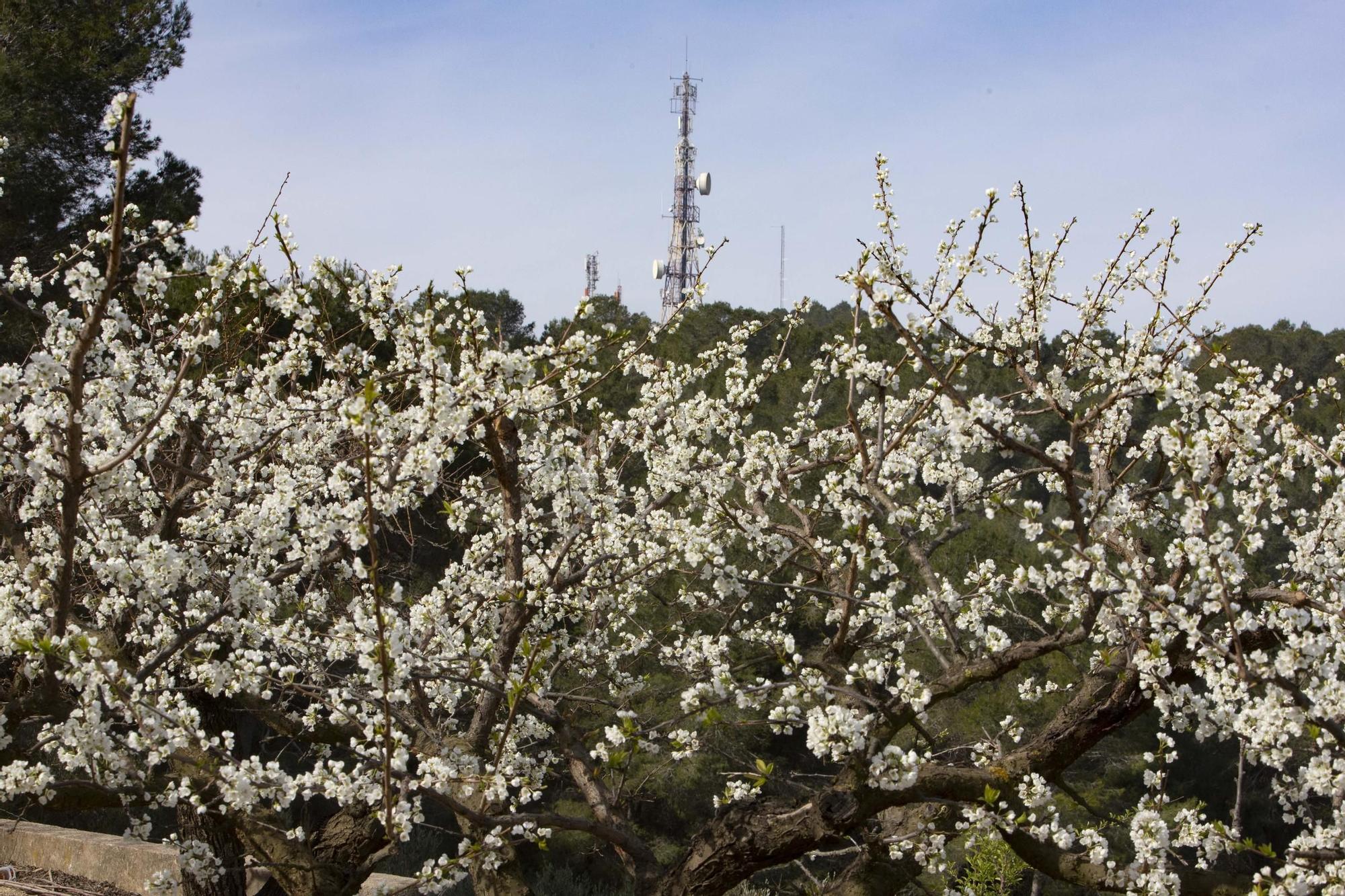 Los almendros en flor ya alegran los paisajes valencianos