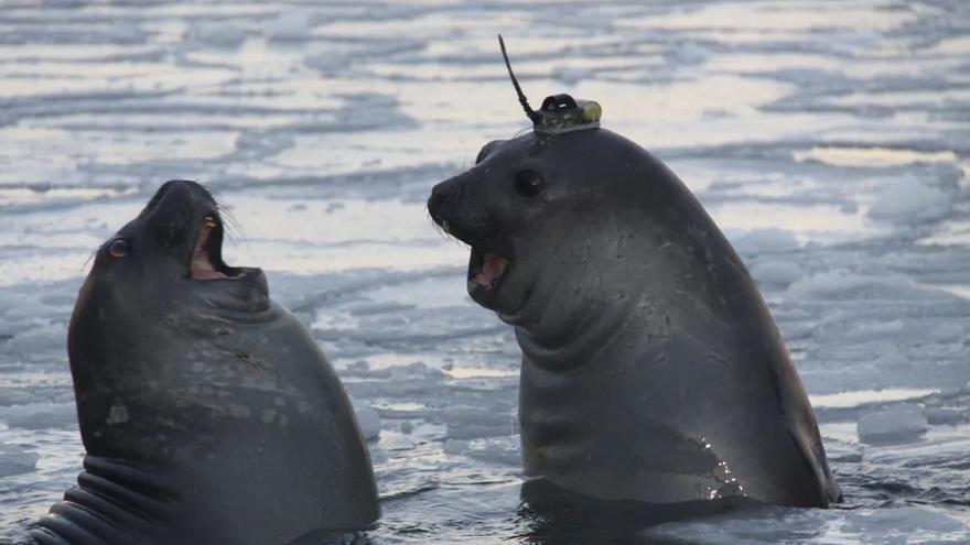 Descubren un cañón de 2 kilómetros de profundidad bajo la Antártida gracias a las focas