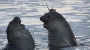 Las focas y los elefantes marinos aportan una valiosa información sobre la estructura del fondo del océano.