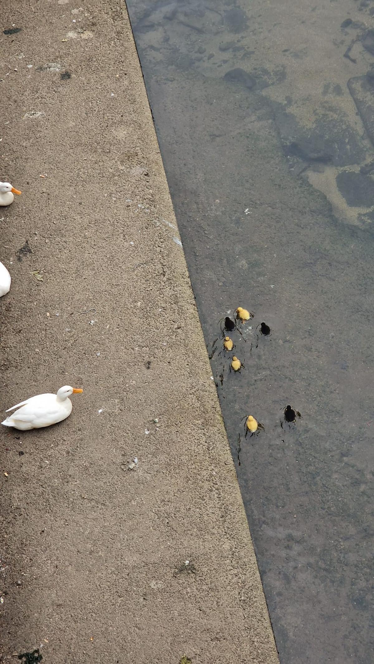 El grupo de patos cuando se dejaron ver en el río O Con, el 3 de abril.