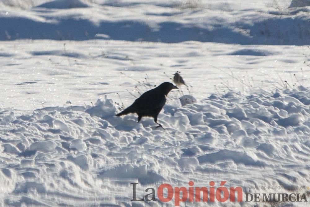 La nieve sigue siendo protagonista en el Noroeste