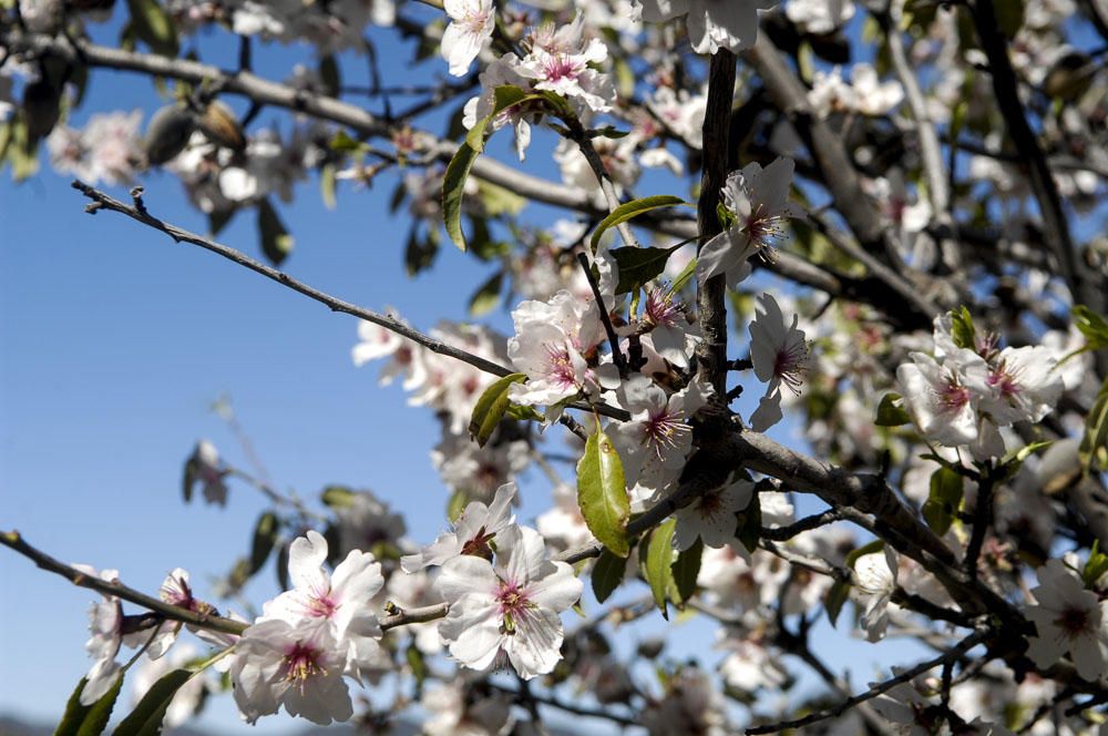 Fiesta del Almendro en Flor en Tejeda