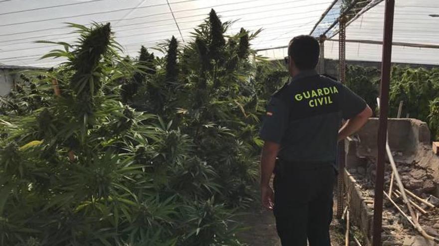 La Guardia Civil de Monóvar se está empleando a fondo para combatir el cultivo de marihuana.