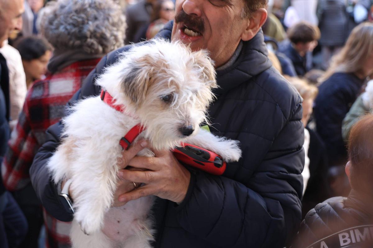 Fotogalería | Así se ha vivido la bendición de las mascotas cacereñas por San Antón