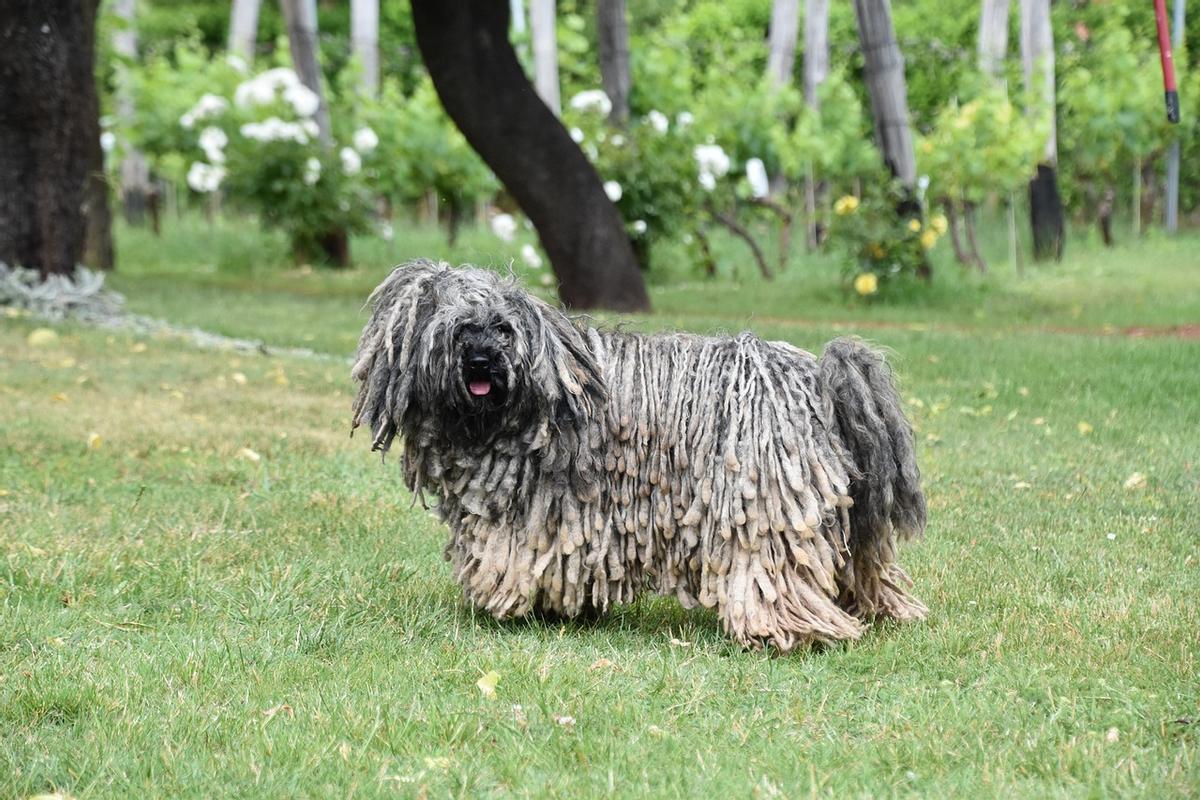 Puli húngaro: una de las razas de perros pequeños más feos del mundo