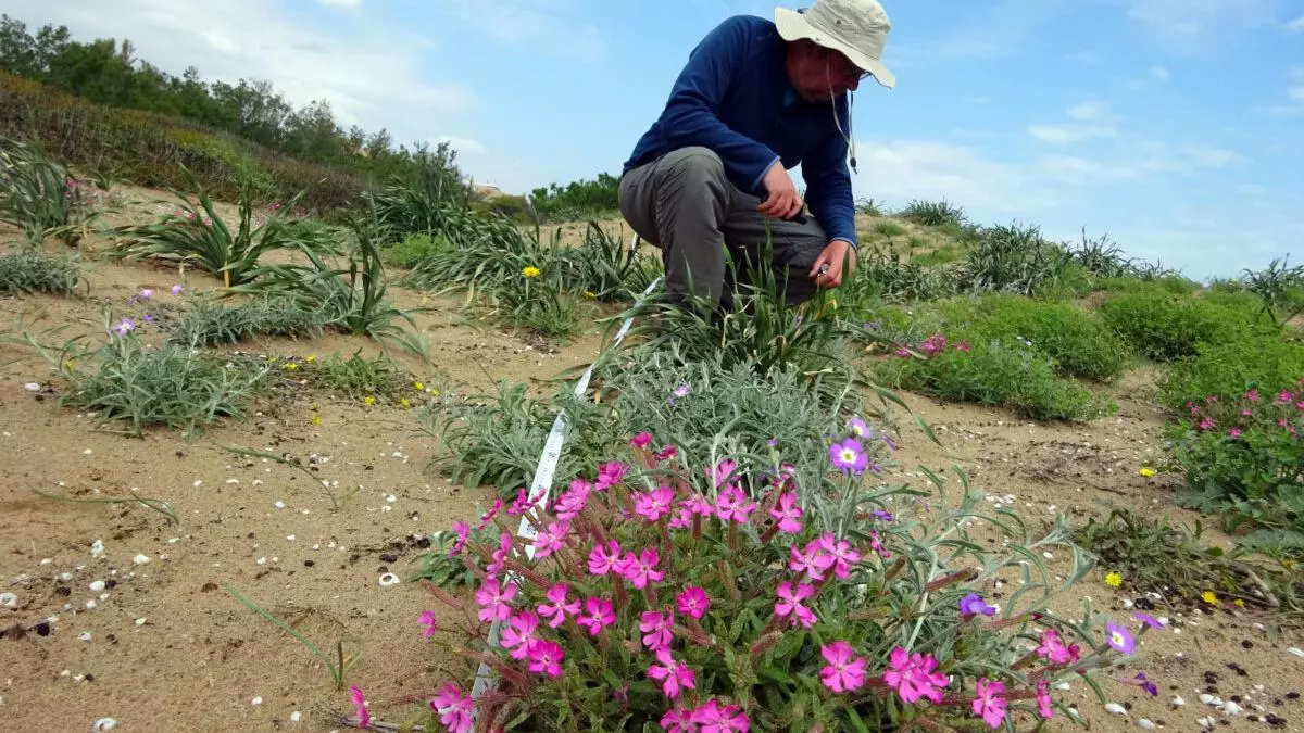Los botánicos españoles descubren 80 nuevas especies de plantas en los dos últimos años