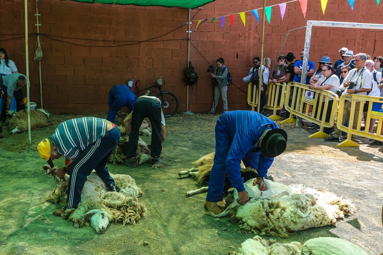 Miles de personas eligen Caideros y la Fiesta de la Lana para celebrar el Día de Canarias