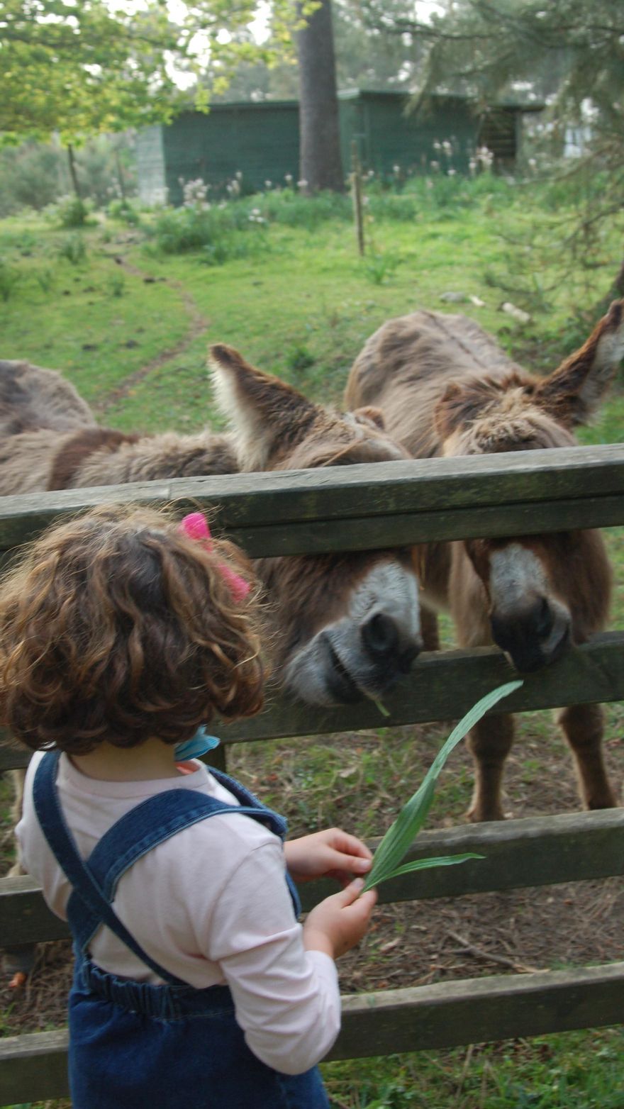 Una imagen tomada esta misma semana en la parcela de los burros.