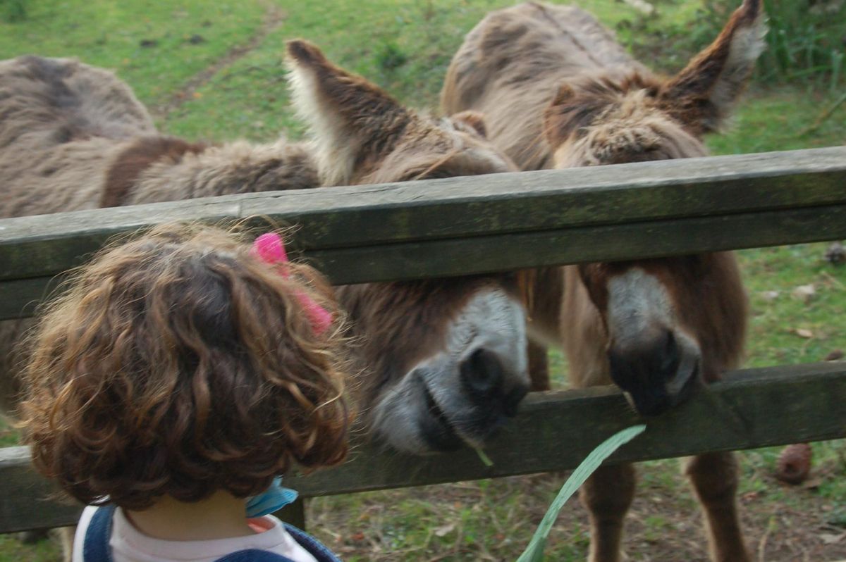 Una imagen tomada esta misma semana en la parcela de los burros.