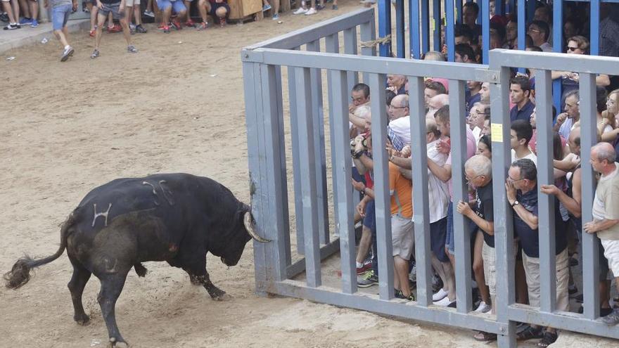 La nueva edil de Vila-real aboga por una consulta sobre el &quot;bou al carrer&quot;