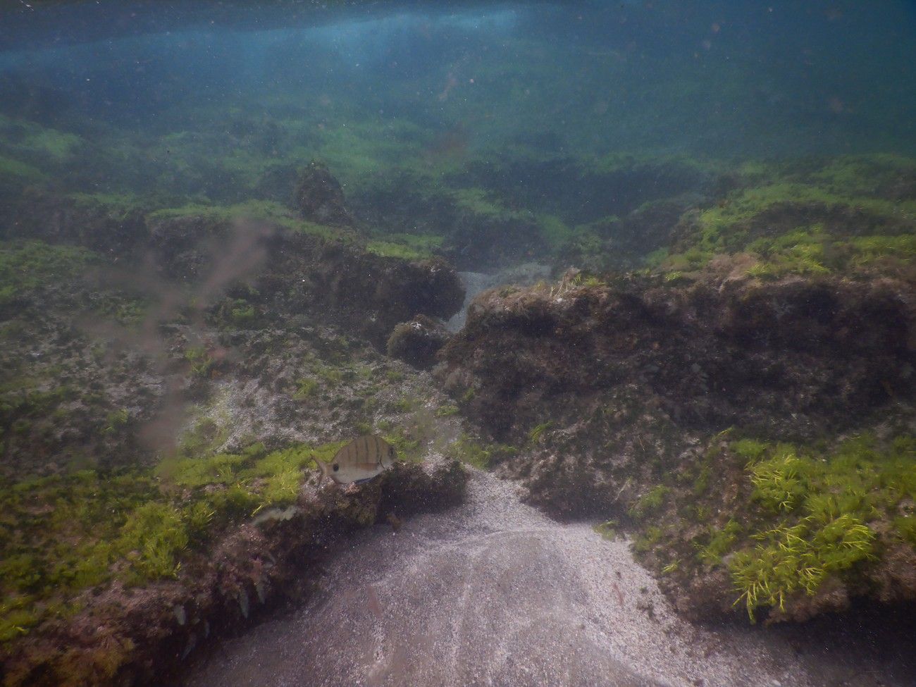 Las Canteras, guardería de biodiversidad marina