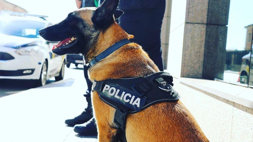 Llegan tres nuevos perros a la Unidad Canina de la Policía Local de València