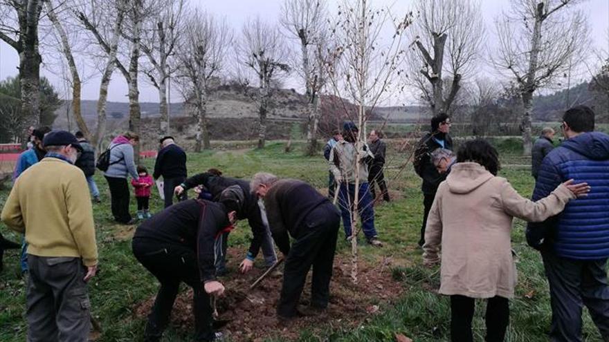 Unos 80 voluntarios plantarán árboles durante el fin de semana