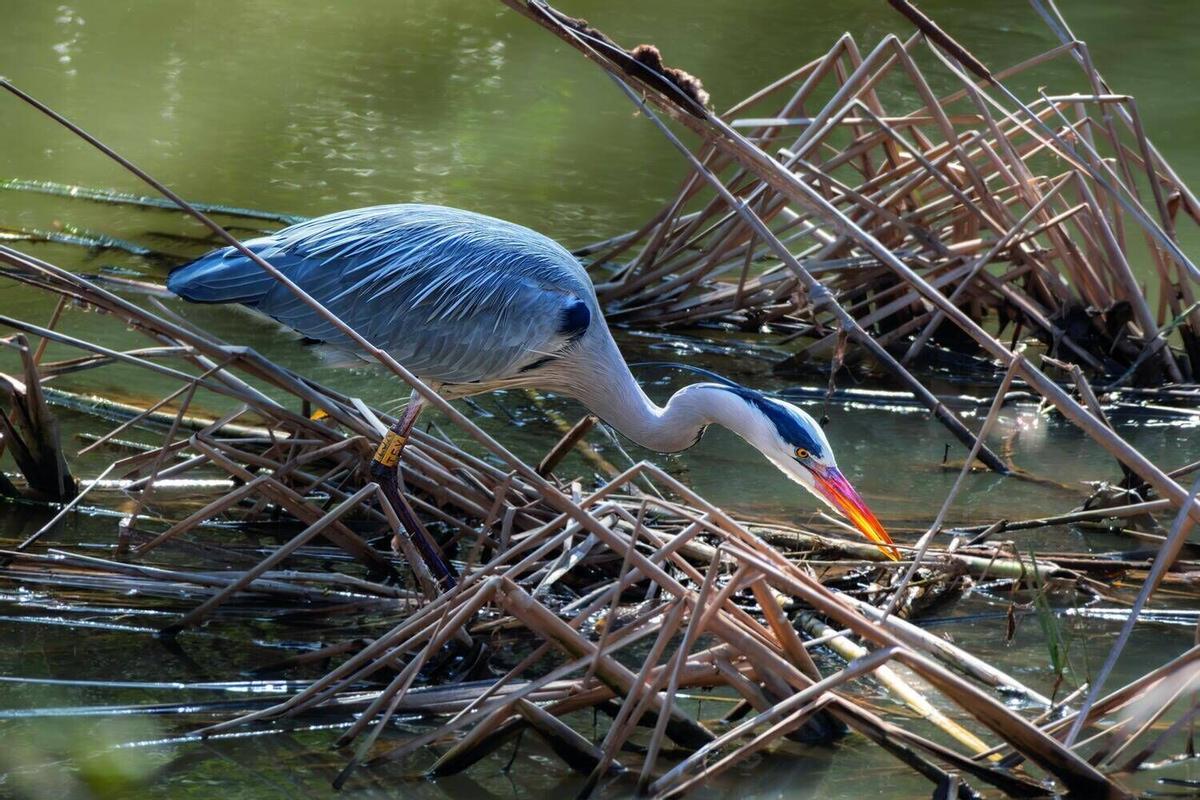 Aquests són els animals que pots veure lliures al riu Cardener al seu pas per Manresa