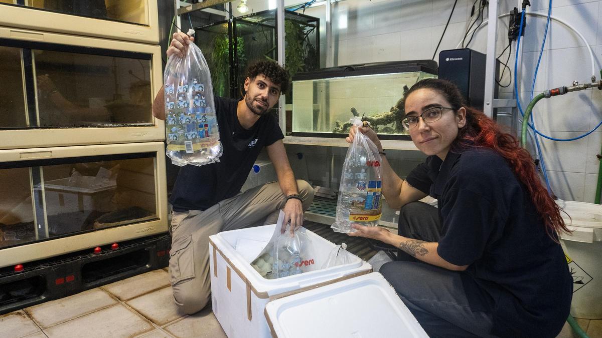 Los peces llegaron con mucho cuidado desde Zaragoza