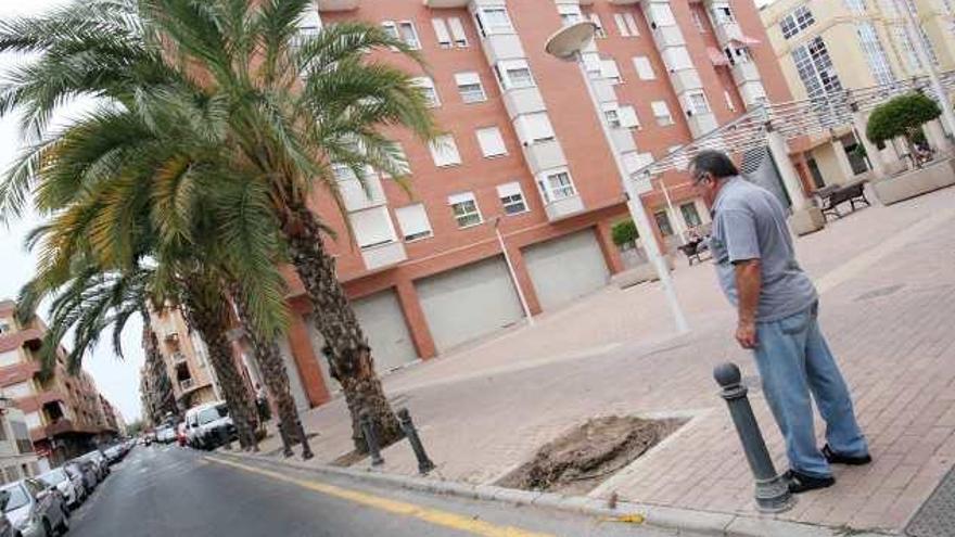 La palmera afectada por picudo fue cortada ayer desde la base.