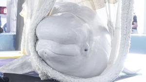 Una de las belugas, a su llegada a València