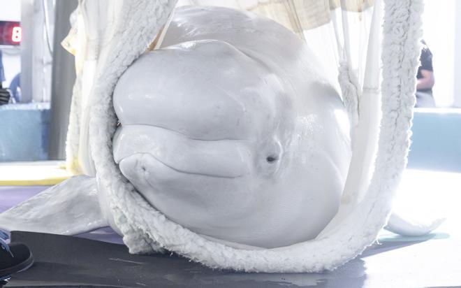 Las dos belugas y cuatro delfines que iban a ser sacrificados en Canadá ya están en España: así ha sido el complejo traslado en avión