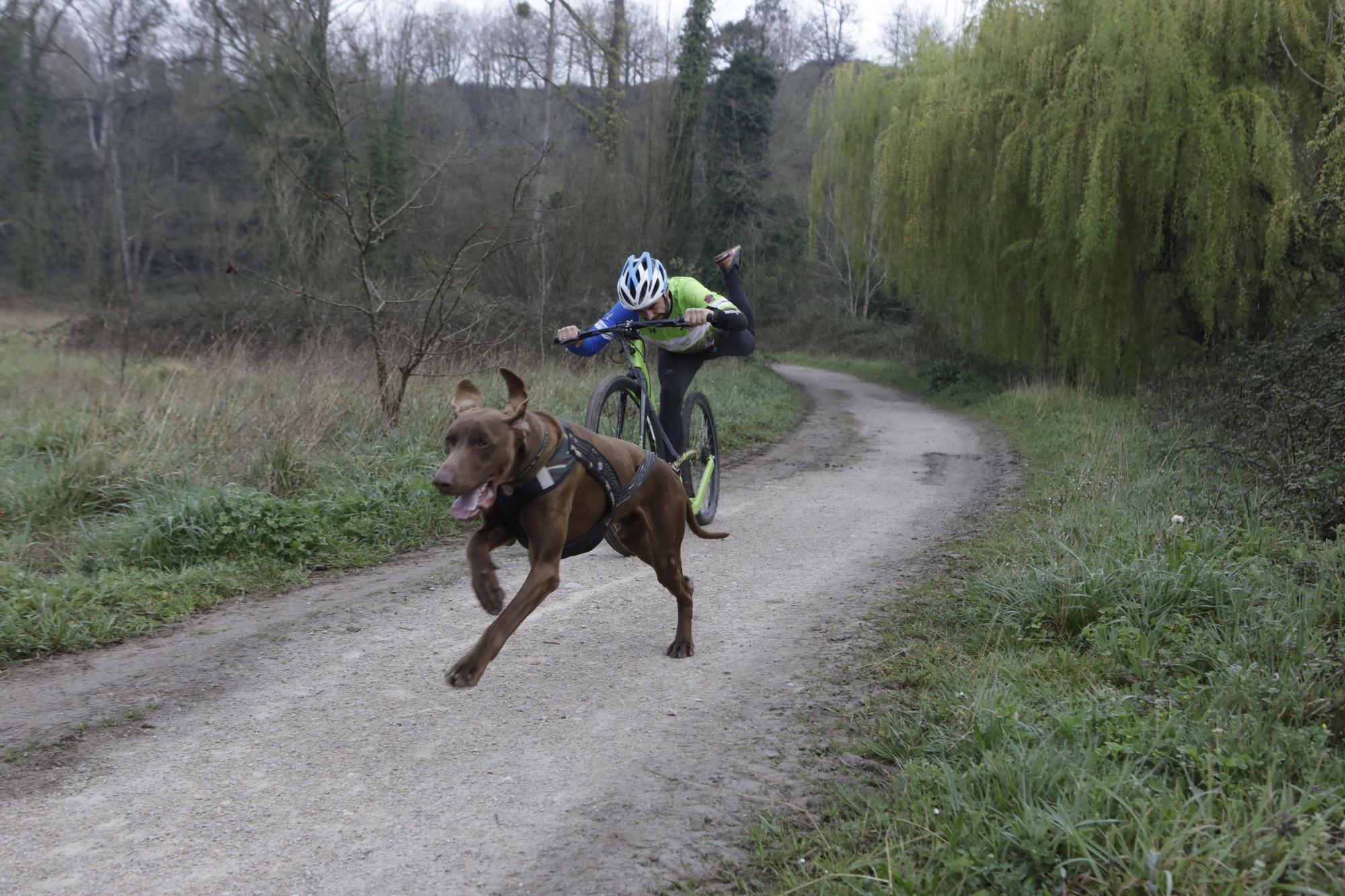 Los corredores del Celtastur de Llanera y sus perros preparan el Mundial en La Morgal: cuatro de sus integrantes estarán en la cita de Plédran (Francia)