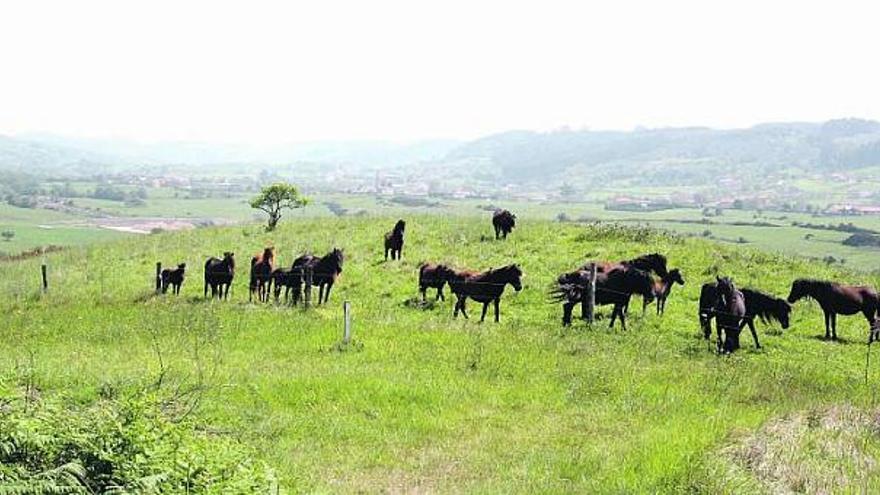 Caballos en el entorno del valle de Carreño, en los prados conocidos como la Ería de San Gabriel, ayer.