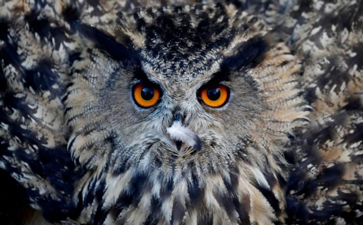 ‘El guardián del amanecer’, de Héctor Pérez.  | DPH