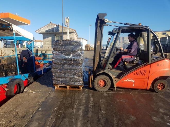 Descargas de mejillón en Galicia