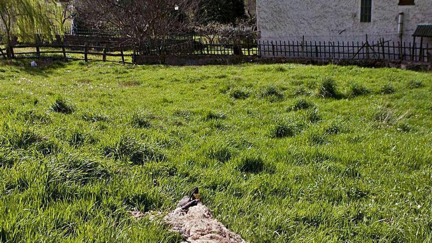 Una oveja muerta por los lobos a escasos metros de unas casas en el concejo de Caso, en una imagen de archivo.