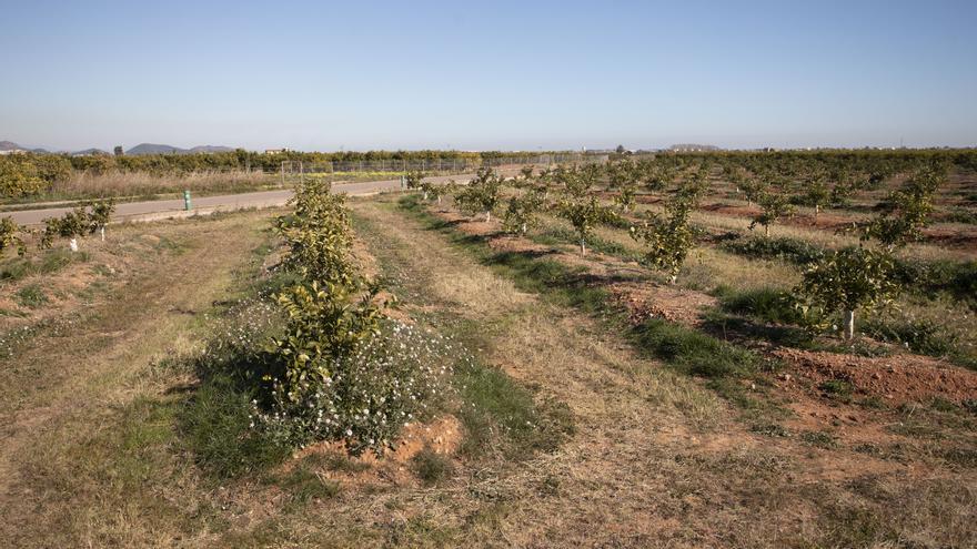 Agró presenta un contencioso contra las fotovoltaicas para VW en Gausa y Montíber