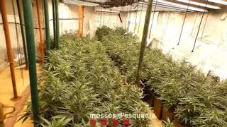 Detenidos un padre y una hija como supuestos responsables de una plantación de marihuana en Gavà