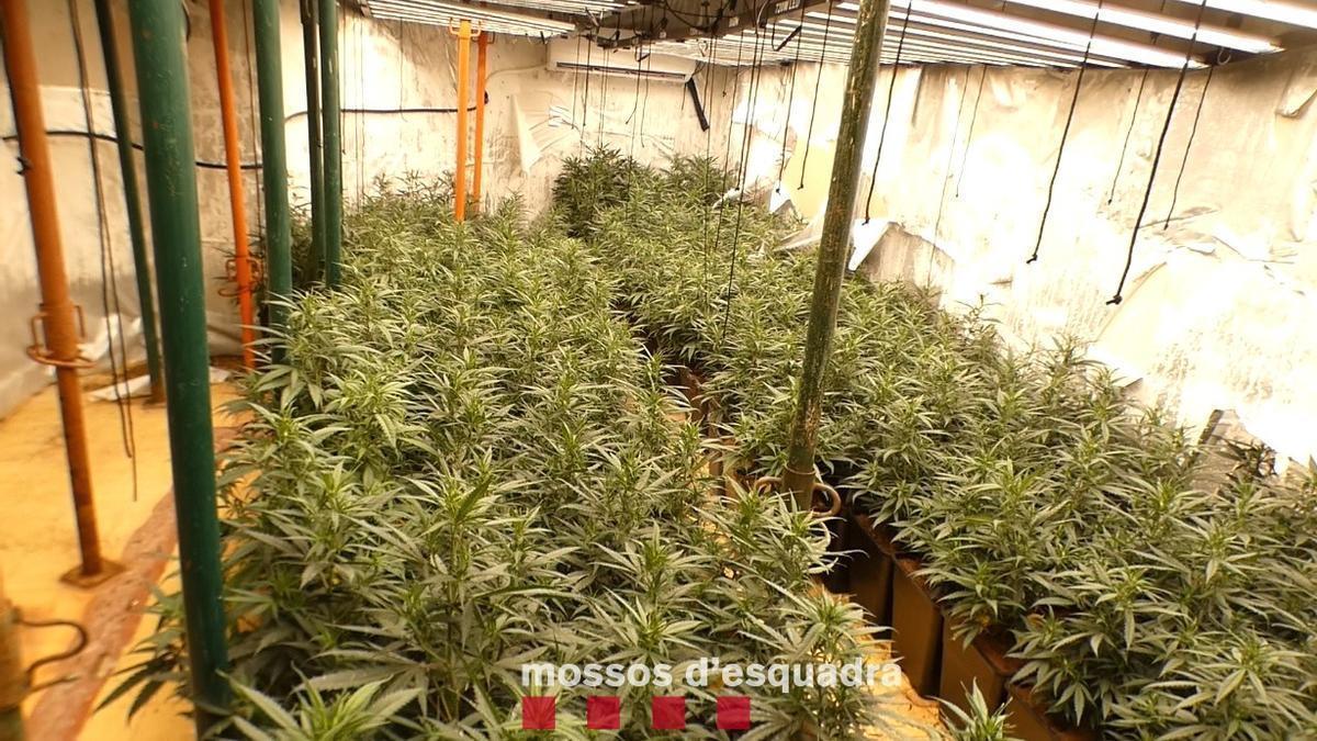 Plantación de marihuana en una casa abandonada de Gavà.