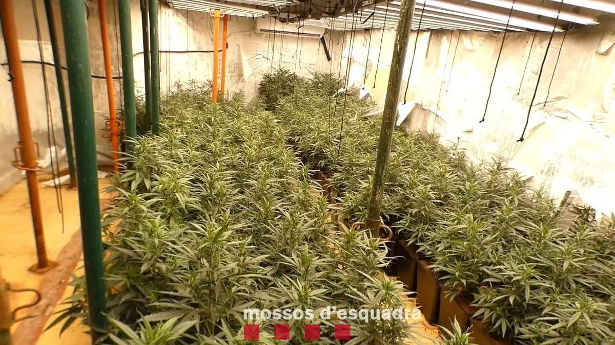 Detenidos un padre y una hija como supuestos responsables de una plantación de marihuana en Gavà