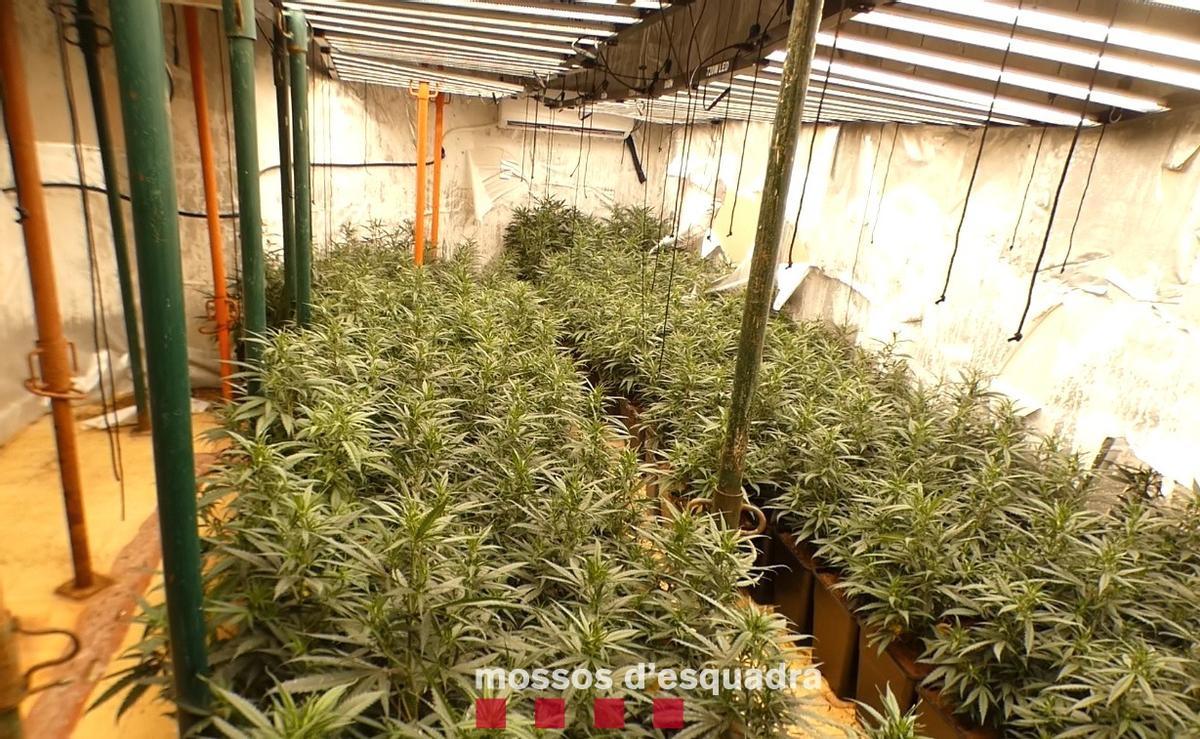 Plantación de marihuana en una casa abandonada de Gavà.