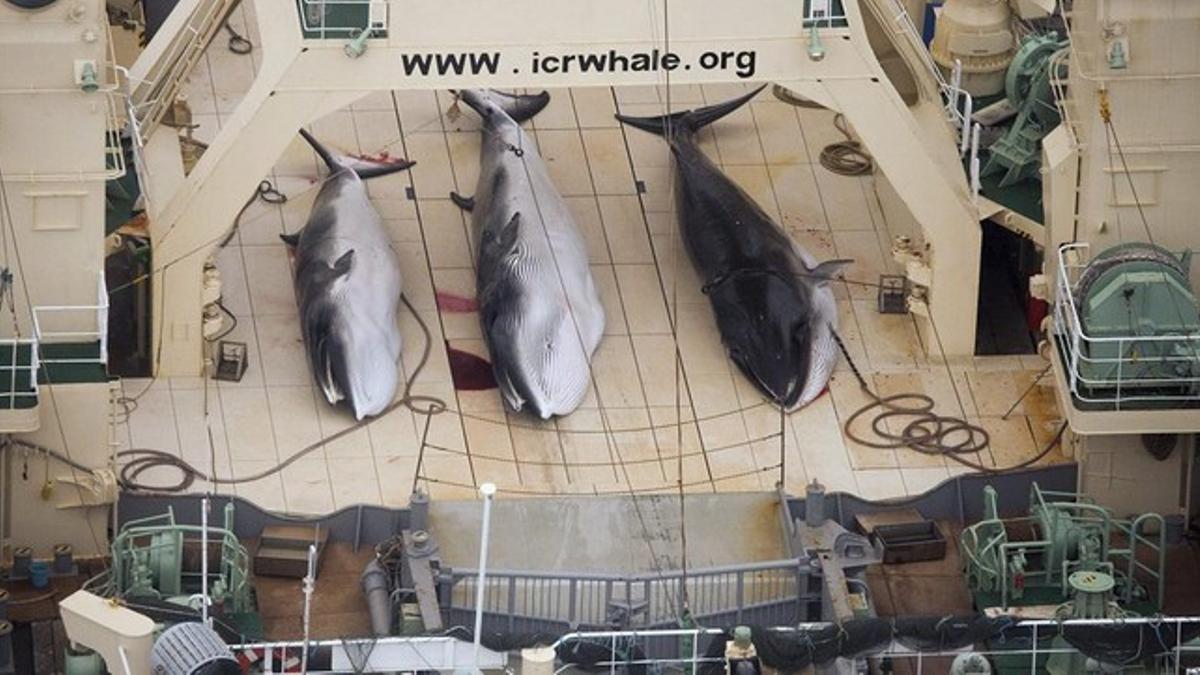 Ballenas capturadas en un pesquero japonés.